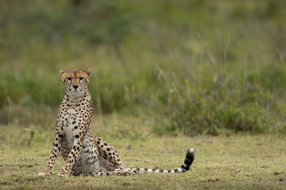 Tanzania-Ngorongoro Conservation Area-Adult Cheetah